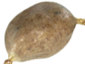 boudin créole blanc